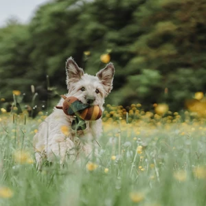 Kép 9/12 - Hunter Florenz Plüssállat kutyáknak - Méhecske