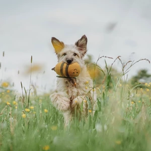 Kép 5/6 - Hunter Florenz Plüssállat kutyáknak - Pufiméh
