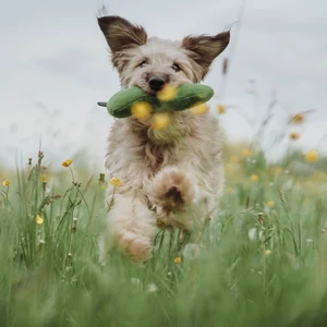 Kép 4/5 - Hunter Florenz Plüssállat kutyáknak - Kukac
