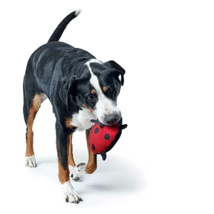 Kép 3/8 - Hunter Florenz Plüssállat kutyáknak - katica