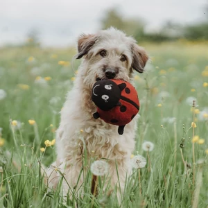 Kép 4/8 - Hunter Florenz Plüssállat kutyáknak - katica