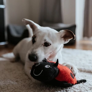 Kép 5/8 - Hunter Florenz Plüssállat kutyáknak - katica