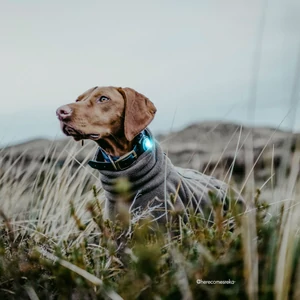 Kép 4/5 - Orbiloc Dog Dual Világító Biztonsági Medál kutyáknak és gazdiknak - Kék