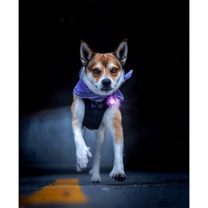 Kép 2/7 - Orbiloc Dog Dual Világító Biztonsági Medál kutyáknak és gazdiknak - Lila