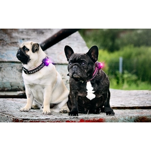 Kép 4/7 - Orbiloc Dog Dual Világító Biztonsági Medál kutyáknak és gazdiknak - Lila