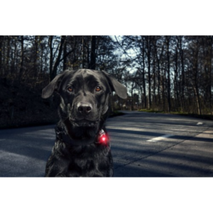 Kép 2/6 - Orbiloc Dog Dual Világító Biztonsági Medál kutyáknak és gazdiknak - Piros