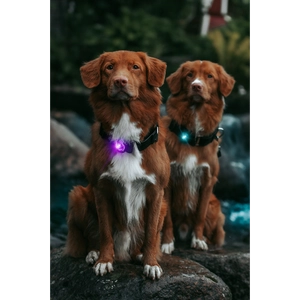Kép 5/7 - Orbiloc Dog Dual Világító Biztonsági Medál kutyáknak és gazdiknak - Türkizkék