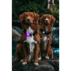 Kép 5/7 - Orbiloc Dog Dual Világító Biztonsági Medál kutyáknak és gazdiknak - Lila