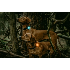 Kép 6/7 - Orbiloc Dog Dual Világító Biztonsági Medál kutyáknak és gazdiknak - Türkizkék