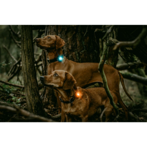Kép 6/7 - Orbiloc Dog Dual Világító Biztonsági Medál kutyáknak és gazdiknak - Türkizkék