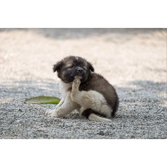 A leggyakoribb allergének a kutyatápokban: hogyan kerülhetjük el őket?
