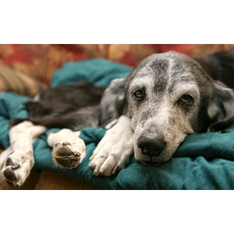 Emésztési problémák idős kutyáknál és a megfelelő étrend szerepe