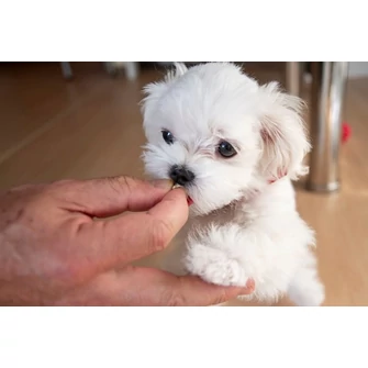 Kölyökkutya otthoni első étrendje: mit adjunk és mit kerüljünk?