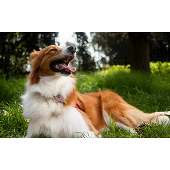 Minden, amit a monoproteines kutyatápról érdemes tudni