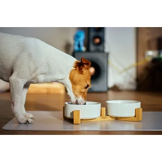 Érzékeny gyomrú kutya etetése stresszes helyzetekben és környezetváltozáskor