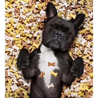 Kutyakeksz: Miért érdemes beépíteni a kutyád étrendjébe?