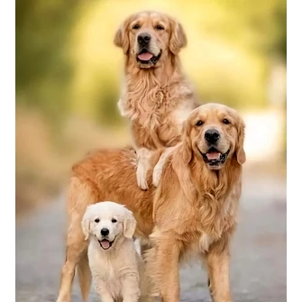 A Perro kutyatáp összetétele