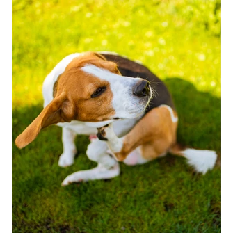 Tombol a pollenszezon – allergiás kutyagazdik, figyelem!