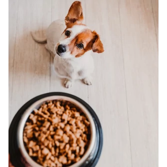 Tudatos táplálás allergiás vagy ételintoleranciában szenvedő kutyáknál