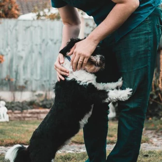 10 TIPP A MEGBÍZHATÓ KUTYATENYÉSZTŐ KIVÁLASZTÁSÁHOZ