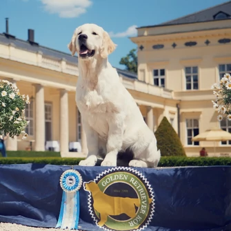 A MEGFELELŐ, MINŐSÉGI TÁPLÁLÁS SZEREPE A KIÁLLÍTÁSI (SHOW) ÉS SPORT KUTYÁK ÉLETÉBEN