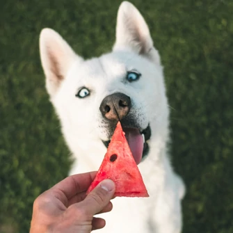 A ROSTOK SZEREPE KUTYÁINK EGÉSZSÉGÉBEN