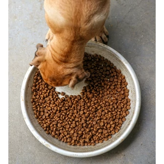 Hogyan készül a prémium kutyatáp?