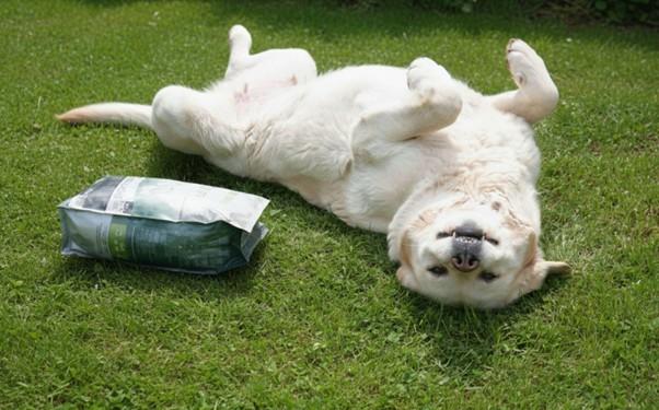 A monoproteines kutyatáp hatásai